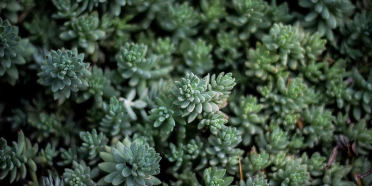 E-paiement, Apple Pay, Google Pay : où en est vraiment l’Algérie en 2026 ?